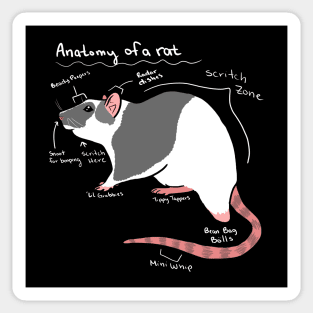 Anatomy of a rat Sticker